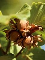 Семена Орех фундук Черкесский (Corylus avellana Cherkesskiy), 10 штук