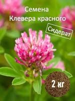 Сидераты трава клевер семена 2 кг