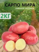 Семенной селекционный картофель Сарпо Мира, репродукция Супер Элита, 2 кг