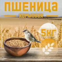 Пшеница кормовая для животных и птиц 5 кг