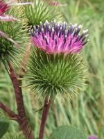 Семена Лопух большой (Arctium lappa), 50 штук