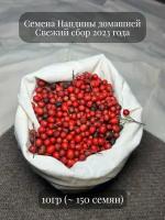 Семена декоративного вечнозеленого дерева Нандины домашней "Священный бамбук"