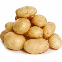 Семенной картофель "коломбо" фасовка 10 кг