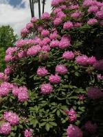 Семена Рододендрон крупнейший (Rhododendron maximum), 25 штук