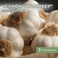 Чеснок крупный на посадку Гулливер 3 головки