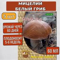 Агрохолдинг Поиск Мицелий грибов Белый гриб на компосте 60 мл, набор 5 шт