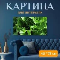 Картина на холсте "Латук, салат с официального, овощ" на подрамнике 75х40 см. для интерьера