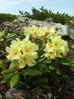 Семена Рододендрон золотистый (Rhododendron aureum), 25 штук