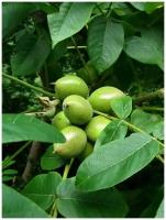 Семена Орех Зибольда морозостойкий (Juglans ailanthifolia sieboldiana), 5 штук