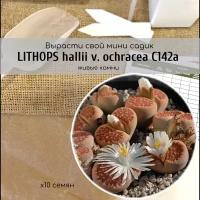 Семена Литопса Холла Lithops hallii v. ochracea от Бюро семян суккулентов / Окраска листьев коричневая / Цветки белые с приятным нежным ароматом