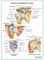 Плечо и плечевой сустав плакат глянцевая фотобумага от 200 г/кв.м, размер A1+