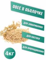 Овес для заваривания, отваров и настоя, для проращивания. Микрозелень для проращивания