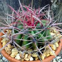 Кактус Ferocactus STAINESII, семена