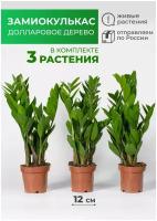 Комплект 3 растения Замиокулькас долларовое дерево, высота 40 см, дм 12 см, комнатное растение живое