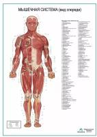 Мышечная система человека, вид спереди. Плакат, матовый холст от 200 г/кв. м, размер A1+