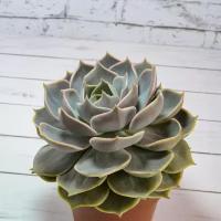 Echeveria Lotus