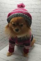 Толстовка для собак / кошек / ручная работа / свитер / Knitted clothes for dogs and cats from Julia Artemyeva with love