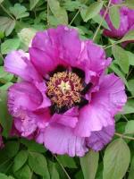 Семена Пион древовидный малиновый (Paeonia suffruticosa), 5 штук