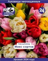 Тюльпан Луковицы неочищенные, Микс сортов, 24шт