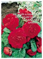 Семена Бегония Камелия крупноцветковая красная 10шт для дачи, сада, огорода, теплицы / рассады в домашних условиях