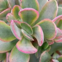 Крассула Мани Мейкер Вариегатная (Crassula Moneymaker Varigated) D5см