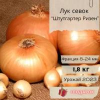 Лук-севок "Штутгарт Ризен" 1,8 кг+подарок