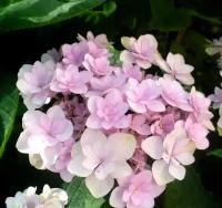 Гортензия Бретшнейдера (лат. Hydrangea bretschneideri Dippel) семена 25шт