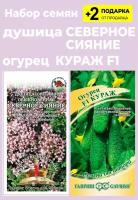 Набор семян: Душица (Орегано) обыкновенная "Северное сияние", 0,1 гр. + Огурец "Кураж F1" + 2 Подарка