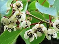 Актинидия Аргута Вейки мужской (Actinidia arguta Weiki male) Саженец/20-30 см./2 года/2л/Закрытая (ЗКС)