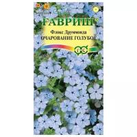 Семена. Флокс друммонди "Очарование голубое" (10 пакетов по 0,05 г)