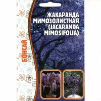 Бонсай, Жакаранда Мимозолистная / Jacaranda mimosifolia, комнатный многолетник ( 1 уп: 5 семян )