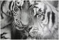 Самоклеящиеся фотообои "Тигры", размер: 90x210 см, эффект: черно-белый, отраженный