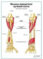 Мыщцы-вращатели лучевой кости