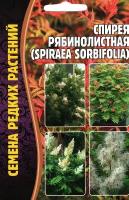 Спирея рябинолистная / SPIRAEA SORBIFOLIA, многолетник ( 1 уп: 0,02 г )