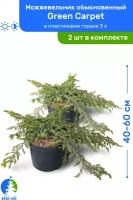 Можжевельник обыкновенный Green Carpet (Грин Карпет) 40-60 см в пластиковом горшке 3 л, саженец, хвойное живое растение, комплект из 2 шт
