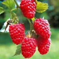 Малина Традиционная Таруса (Rubus idaeus) Саженец/30-40 см./2 года/2л/Закрытая (ЗКС)