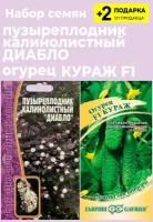 Семена Пузыреплодник калинолистный "Диабло", 15 семян + Огурец Кураж F1, 10 сем. + 2 Подарка