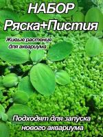 Ряска и пистия. Набор живых плавающих и фильтрующих аквариумных растений