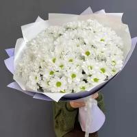 Хризантемы букет 51 шт, шикарный, красивый букет цветов, цветы премиум