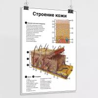 Обучающий медицинский плакат "Строение кожи" / А-2 (42x60 см.)