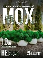 Мох стабилизированный в кашпо "GREEN DECOR FIVE" / Декоративный мох / Горшочек со мхом