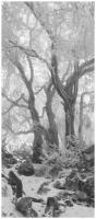 Самоклеящиеся фотообои "Туманный зимний лес", размер: 90x210 см, эффект: черно-белый, отраженный