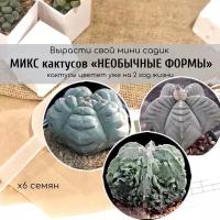 Редкие виды кактусов Астрофитума необычной формы от Бюро семян / Astrophytum myriostigma Kikko Nudum