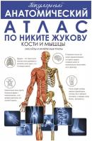 Популярный анатомический атлас по Никите Жукову: кости и мышцы. Инсайты и интересные факты Жуков Н. Э