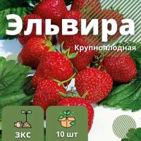 Клубника Эльвира самоопыляемая крупноплодная без кислинки 10 штук