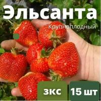 Клубника "эльсанта" элитный крупноплодный сорт 15 штук саженцев