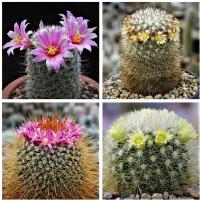 Семена Орешка Суккулент Кактус Mammillaria mix 10 шт