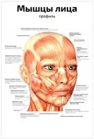 Мышцы лица профиль