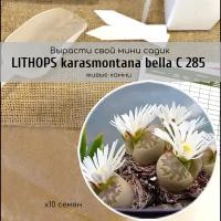 Семена Литопса Lithops karasmontana bella ( живые камни, суккуленты ) Окраска листьев коричневато-желтая. Цветки белые