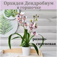 Орхидея Дендробиум розово-сиреневая в горшочке (2 ветки) / Реалистичный искусственный цветок / Орхидея из латекса